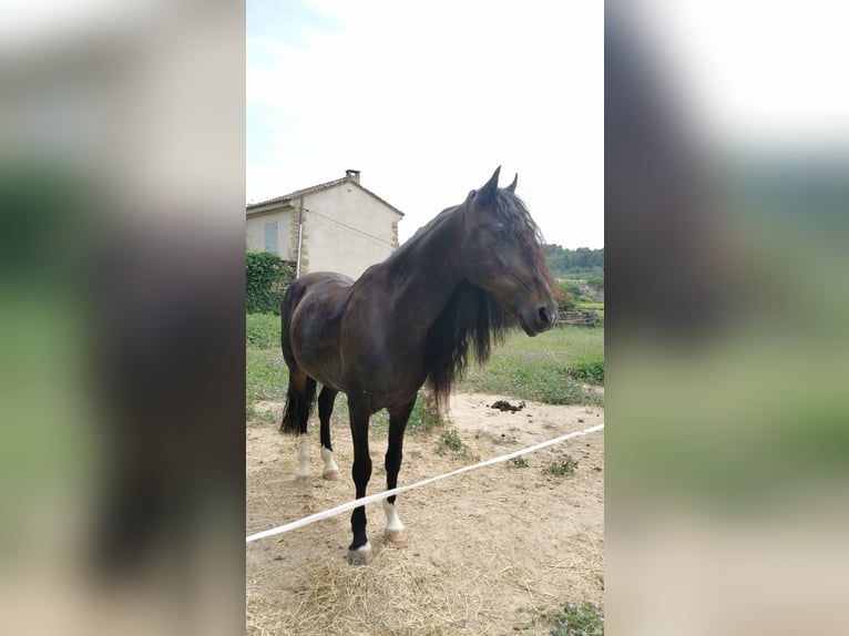 PRE Mestizo Caballo castrado 15 años 160 cm Morcillo in Carpentras