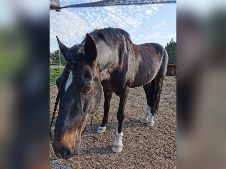 PRE Mestizo Caballo castrado 15 años 160 cm Morcillo in Carpentras