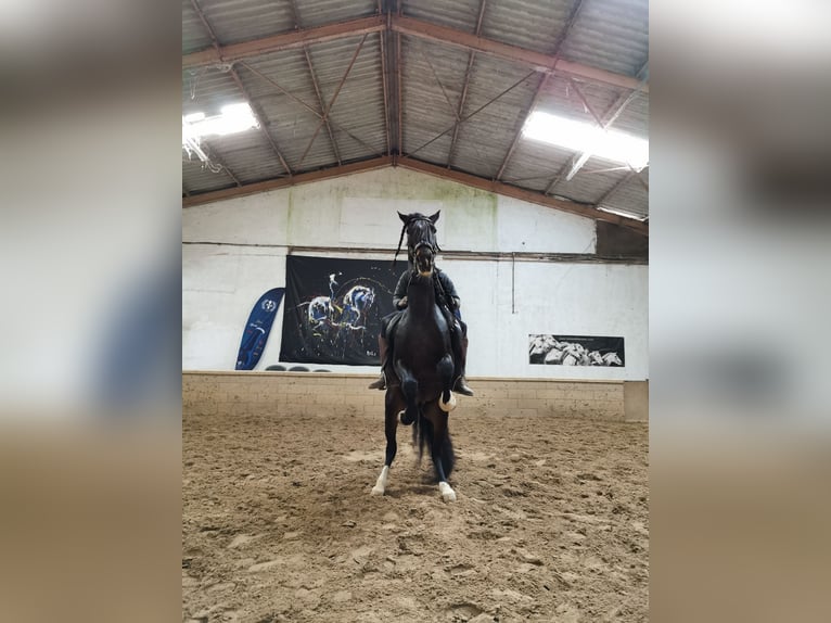 PRE Mestizo Caballo castrado 15 años 160 cm Morcillo in Carpentras