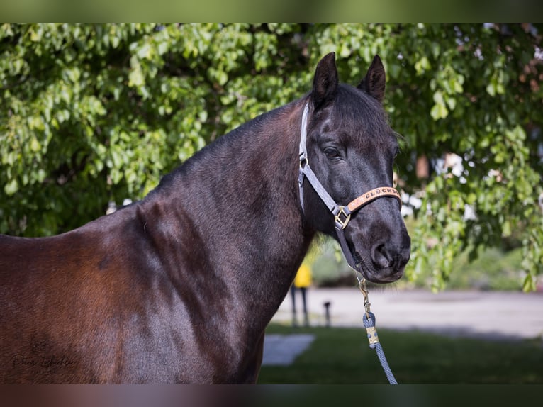 PRE Mestizo Caballo castrado 15 años 160 cm Negro in Engelsberg