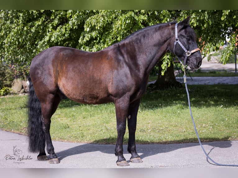 PRE Mestizo Caballo castrado 15 años 160 cm Negro in Engelsberg