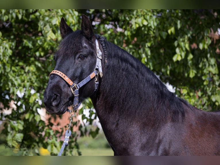 PRE Mestizo Caballo castrado 15 años 160 cm Negro in Engelsberg