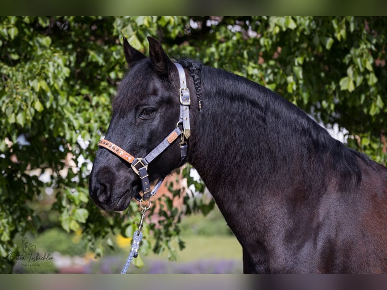 PRE Mestizo Caballo castrado 15 años 160 cm Negro in Engelsberg