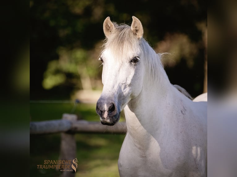 PRE Mestizo Caballo castrado 15 años 160 cm Tordo in Traventhal