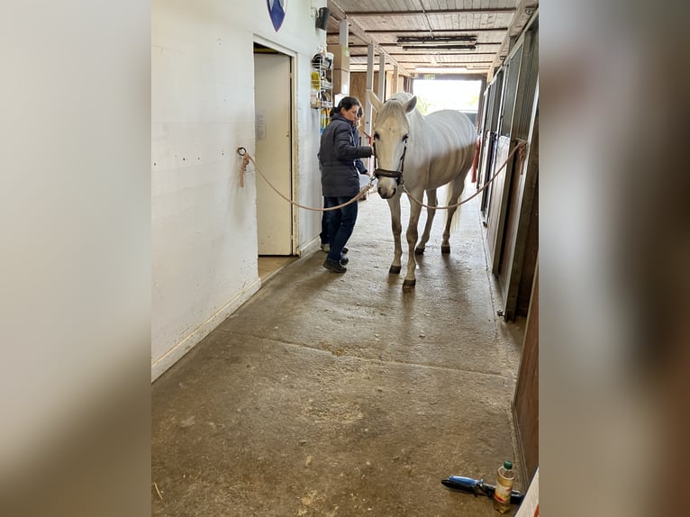 PRE Mestizo Caballo castrado 15 años 160 cm Tordo ruano in Zürich