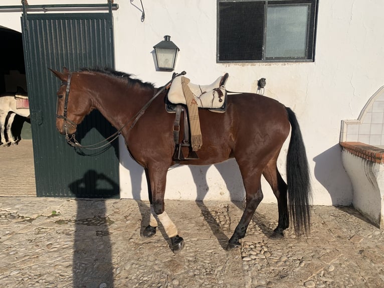 PRE Mestizo Caballo castrado 15 años 162 cm Castaño in Medina Sidonia