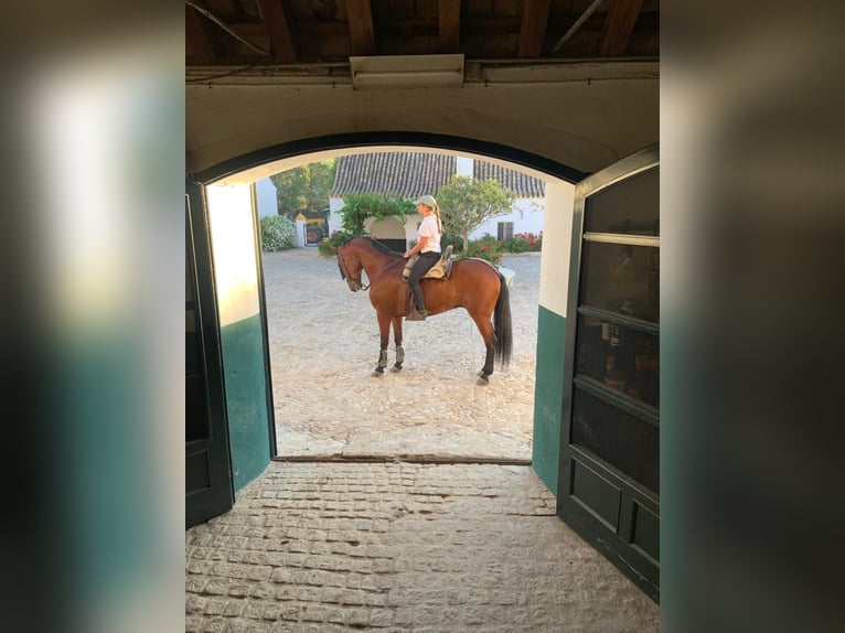 PRE Mestizo Caballo castrado 15 años 162 cm Castaño in Medina Sidonia