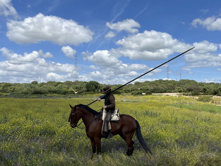 PRE Mestizo Caballo castrado 15 años 162 cm Castaño in Medina Sidonia