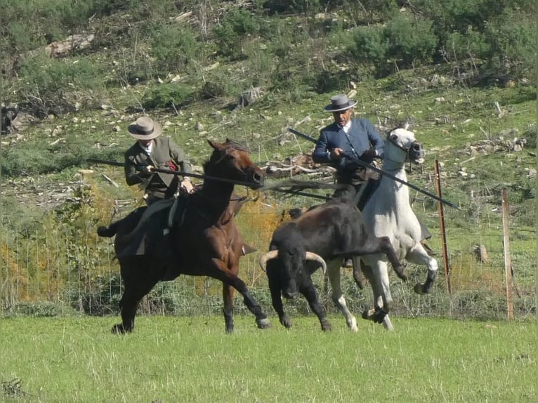 PRE Mestizo Caballo castrado 15 años 162 cm Castaño in Medina Sidonia