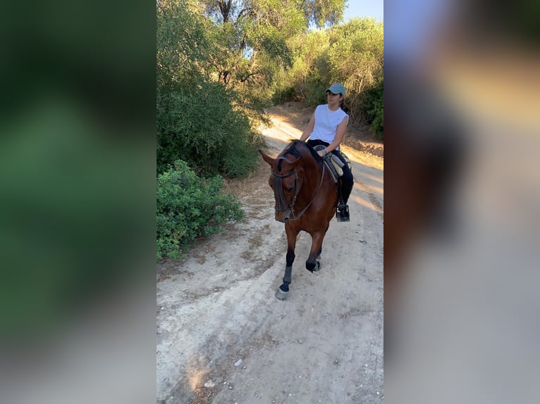 PRE Mestizo Caballo castrado 15 años 162 cm Castaño in Medina Sidonia