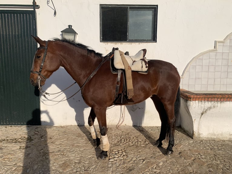 PRE Mestizo Caballo castrado 15 años 162 cm Castaño in Medina Sidonia