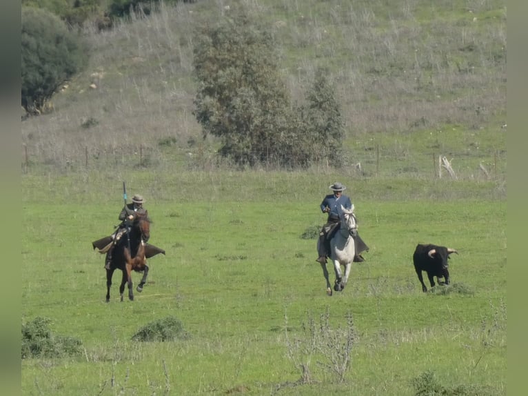 PRE Mestizo Caballo castrado 15 años 162 cm Castaño in Medina Sidonia