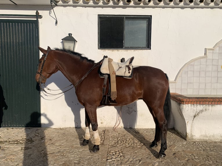 PRE Mestizo Caballo castrado 15 años 162 cm Castaño in Medina Sidonia