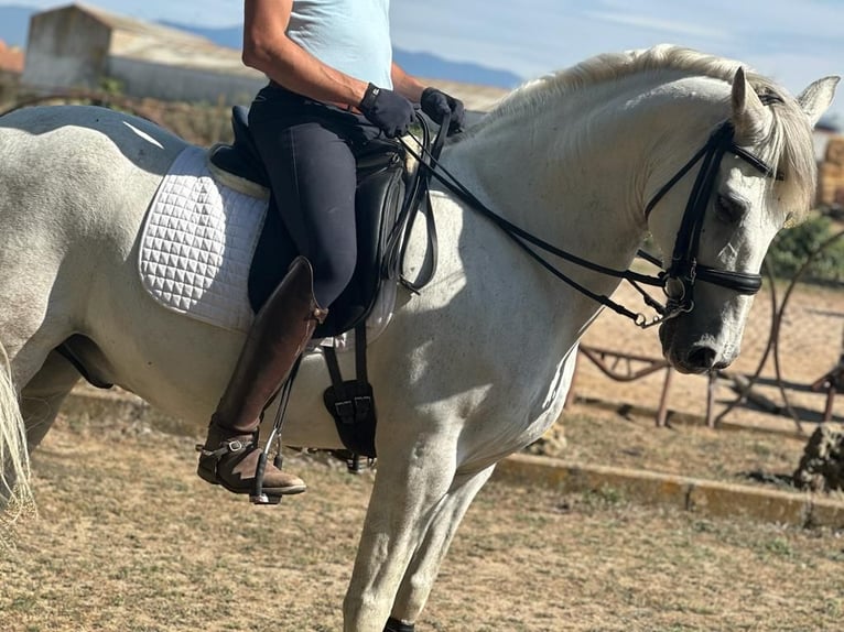 PRE Mestizo Caballo castrado 15 años 163 cm Tordo in Grajera