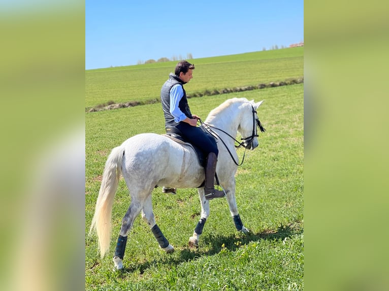 PRE Mestizo Caballo castrado 15 años 163 cm Tordo in Grajera