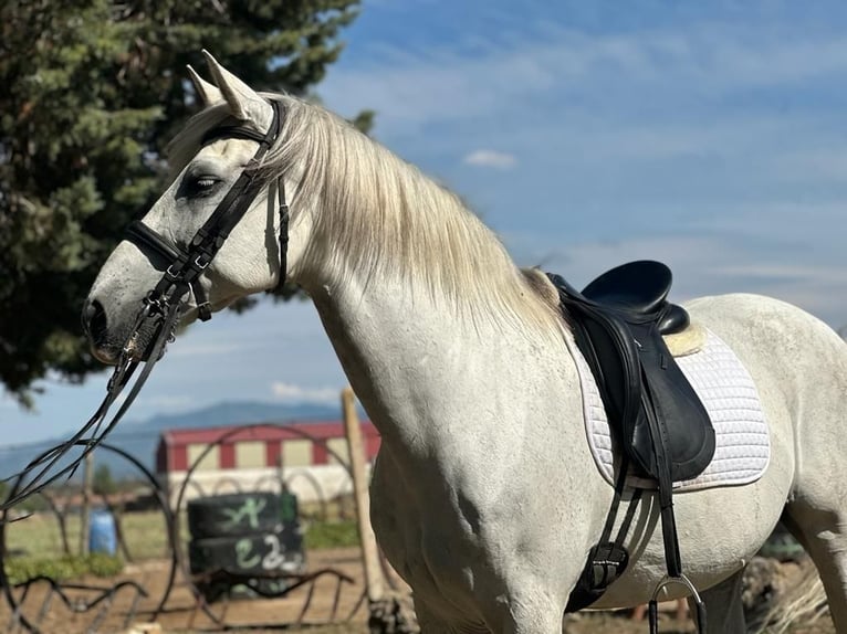 PRE Mestizo Caballo castrado 15 años 163 cm Tordo in Grajera