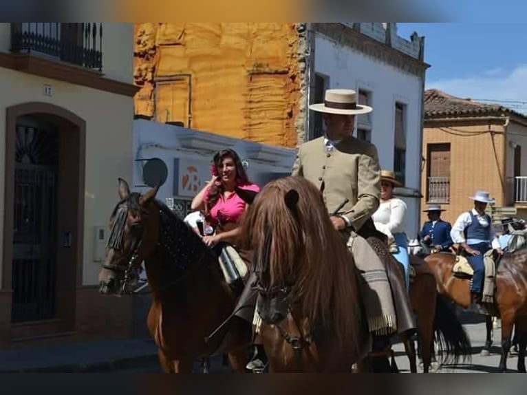 PRE Mestizo Caballo castrado 15 años 164 cm Alazán-tostado in Sevilla