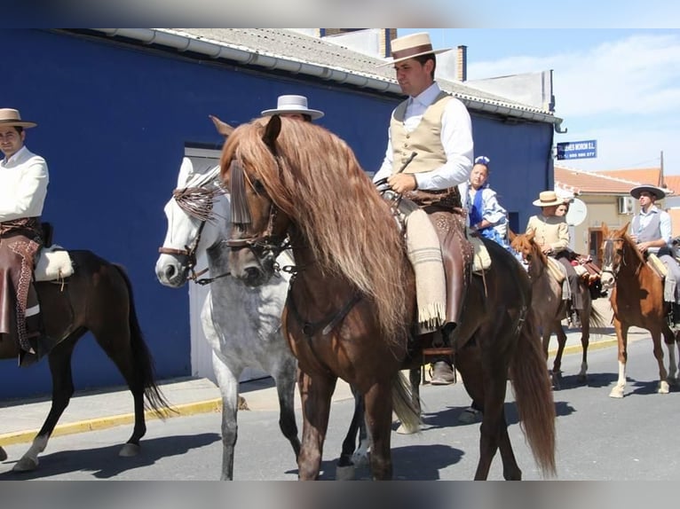 PRE Mestizo Caballo castrado 15 años 164 cm Alazán-tostado in Sevilla