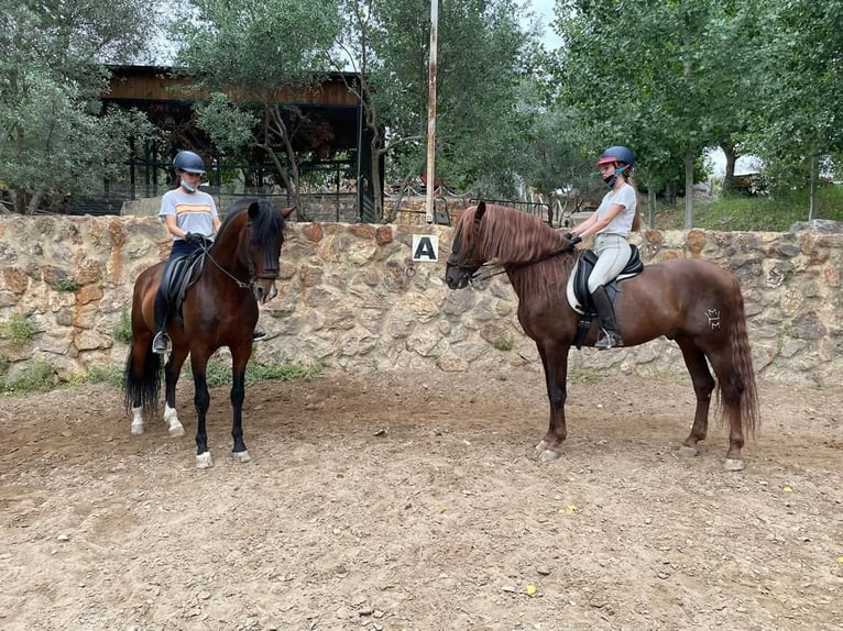 PRE Mestizo Caballo castrado 15 años 164 cm Alazán-tostado in Sevilla