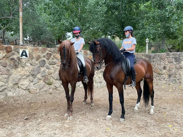 PRE Mestizo Caballo castrado 15 años 164 cm Alazán-tostado in Sevilla