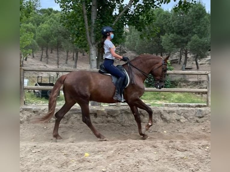 PRE Mestizo Caballo castrado 15 años 164 cm Alazán-tostado in Sevilla