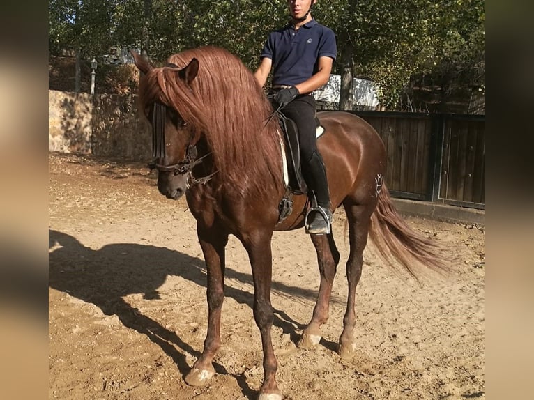 PRE Mestizo Caballo castrado 15 años 164 cm Alazán-tostado in Sevilla