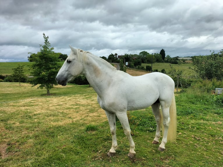 PRE Caballo castrado 15 años 167 cm White/Blanco in Monserrat (Avenida)