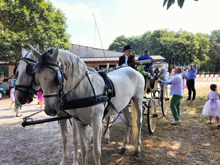 PRE Caballo castrado 15 años 167 cm White/Blanco in Monserrat (Avenida)