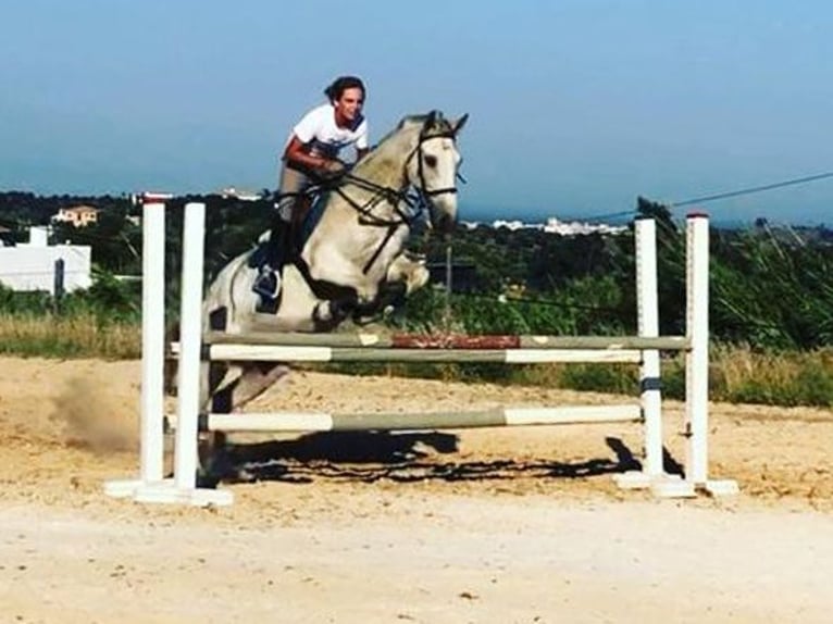 PRE Mestizo Caballo castrado 15 años 170 cm Tordo in M&#xE1;laga