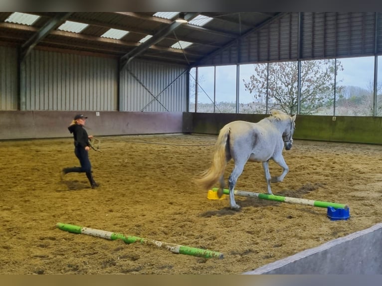 PRE Caballo castrado 15 años 175 cm Tordo in Ouderkerk aan de Amstel