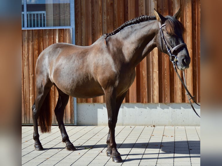 PRE Caballo castrado 16 años 154 cm Morcillo in Chieming