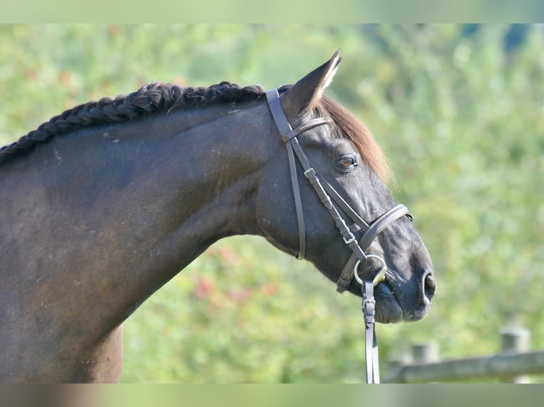 PRE Caballo castrado 16 años 154 cm Morcillo in Chieming