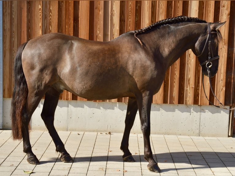 PRE Caballo castrado 16 años 154 cm Morcillo in Chieming