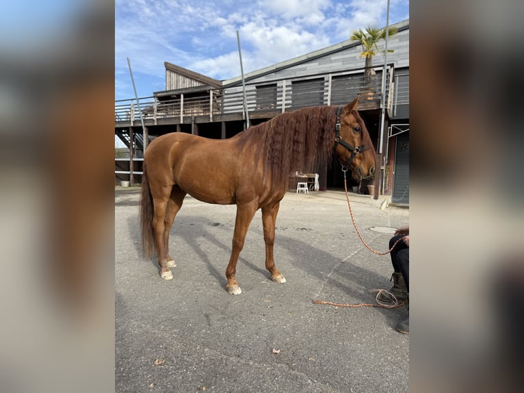 PRE Mestizo Caballo castrado 16 años 155 cm Alazán rojizo in Affoltern am Albis