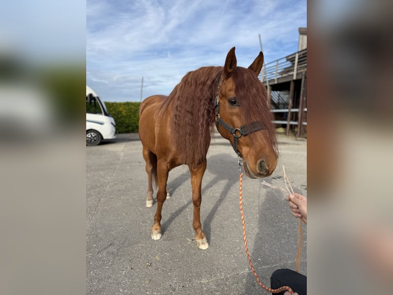 PRE Mestizo Caballo castrado 16 años 155 cm Alazán rojizo in Affoltern am Albis