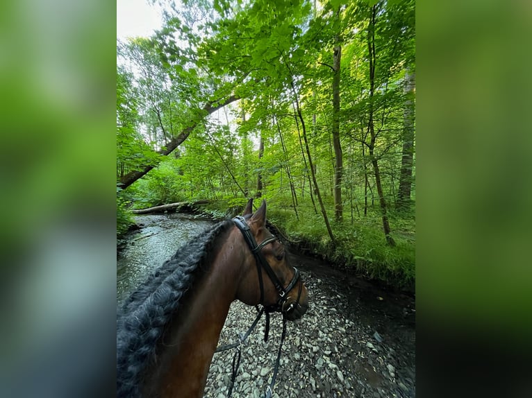 PRE Mestizo Caballo castrado 16 años 155 cm Castaño in Essen