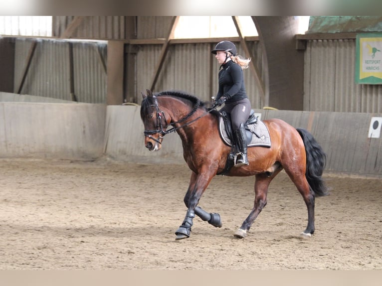 PRE Mestizo Caballo castrado 16 años 155 cm Castaño in Essen