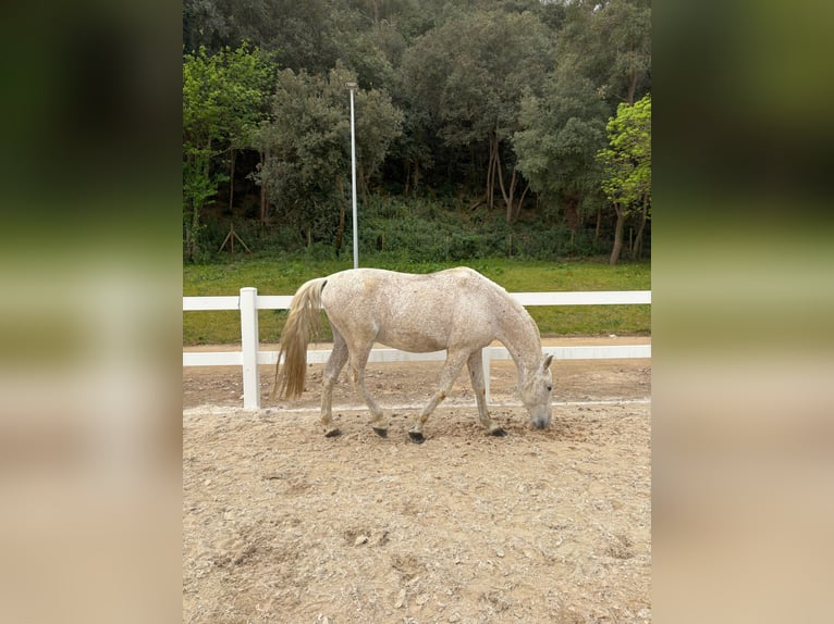 PRE Mestizo Caballo castrado 16 años 155 cm Tordo picazo in Santa Susanna