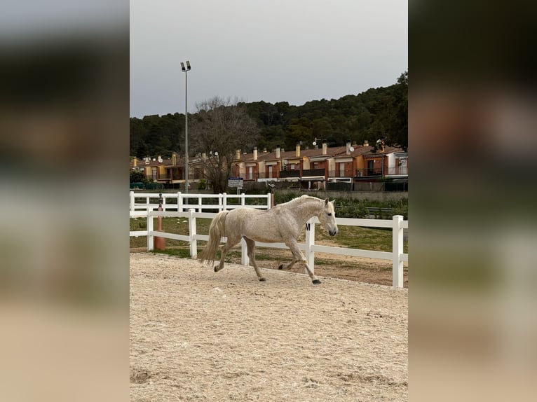 PRE Mestizo Caballo castrado 16 años 155 cm Tordo picazo in Santa Susanna