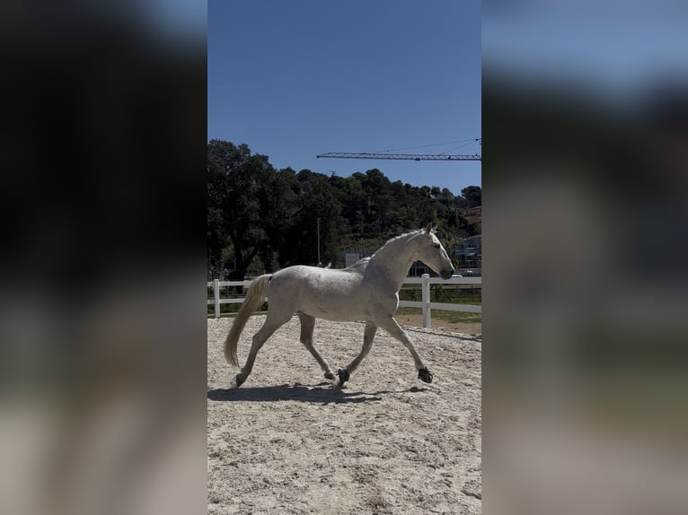 PRE Caballo castrado 16 años 157 cm Tordo in Santa Susanna