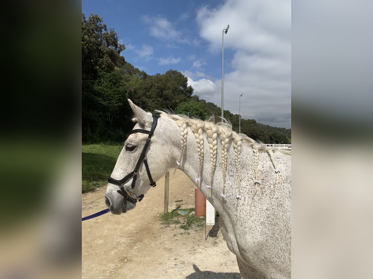 PRE Caballo castrado 16 años 157 cm Tordo in Santa Susanna