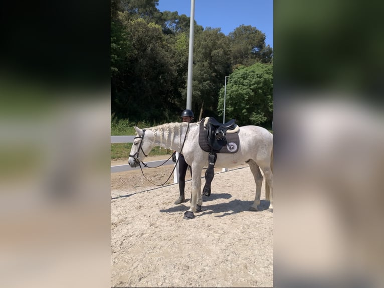PRE Caballo castrado 16 años 157 cm Tordo in Santa Susanna