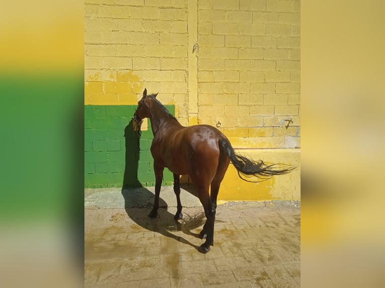PRE Mestizo Caballo castrado 16 años 158 cm Castaño in Villalba De La Sierra