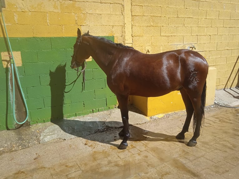 PRE Mestizo Caballo castrado 16 años 158 cm Castaño in Villalba De La Sierra