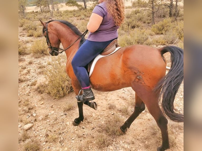 PRE Mestizo Caballo castrado 16 años 158 cm Castaño in Villalba De La Sierra