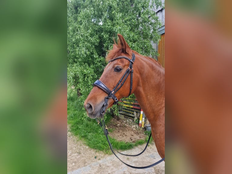 PRE Mestizo Caballo castrado 16 años 160 cm Alazán in Au