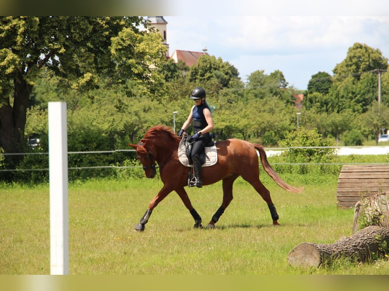 PRE Mestizo Caballo castrado 16 años 160 cm Alazán in Au