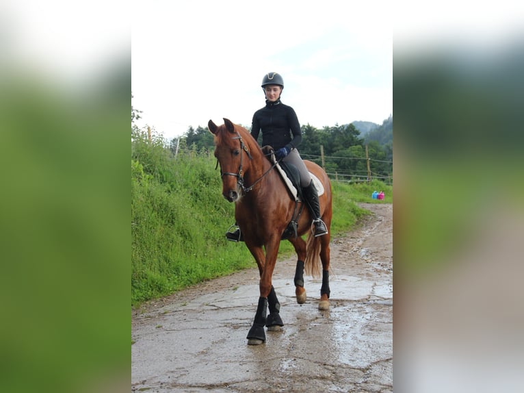 PRE Mestizo Caballo castrado 16 años 160 cm Alazán in Au