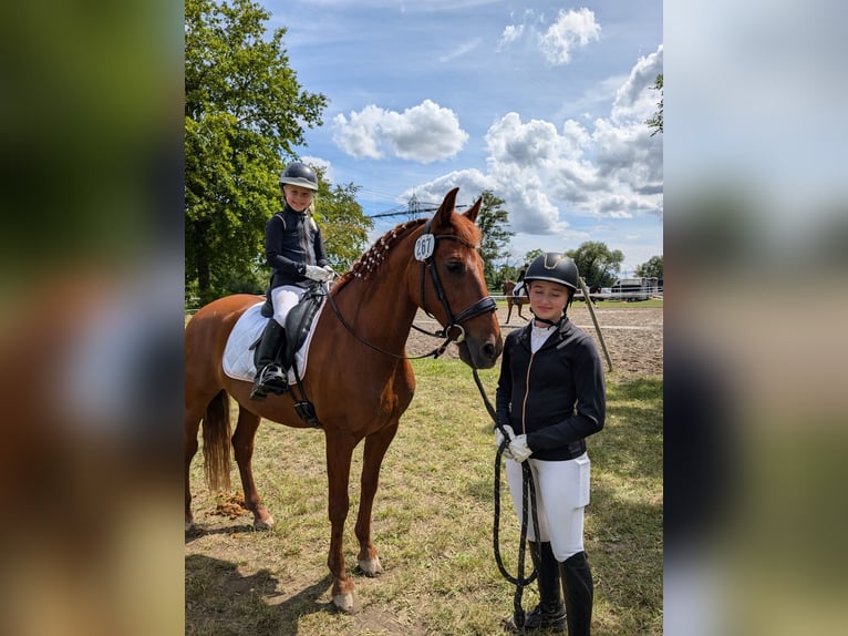 PRE Mestizo Caballo castrado 16 años 160 cm Alazán in Au