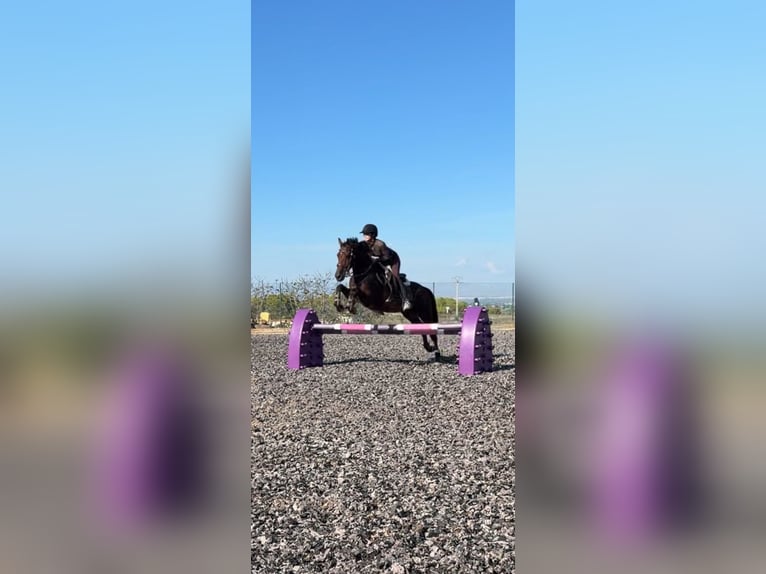 PRE Mestizo Caballo castrado 16 años 160 cm Castaño in Montebello